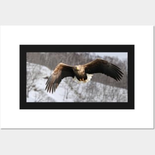 White tailed eagle Posters and Art